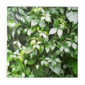 緑にキヅタのはうことの大きい成長 タイル (正面)