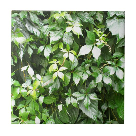 緑にキヅタのはうことの大きい成長 タイル (正面)