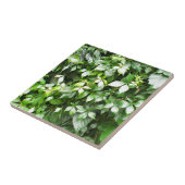 緑にキヅタのはうことの大きい成長 タイル (側面)