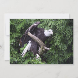 緑に丸められたハゲのイーグル – フラットグリーティングカード カード