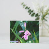 緑に対してピンク ポストカード (スタンド正面)