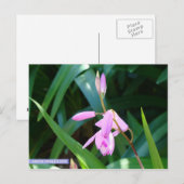 緑に対してピンク ポストカード (正面/裏面)