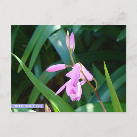 緑に対してピンク ポストカード (正面)