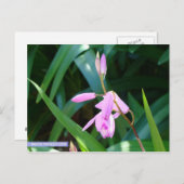 緑に対してピンク ポストカード (正面/裏面)