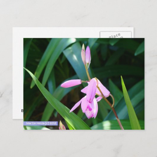 緑に対してピンク ポストカード (正面/裏面)