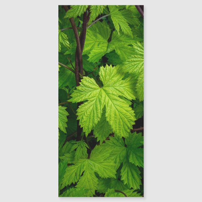 緑のつる植物 (正面)