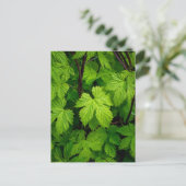 緑のつる植物 ポストカード (スタンド正面)