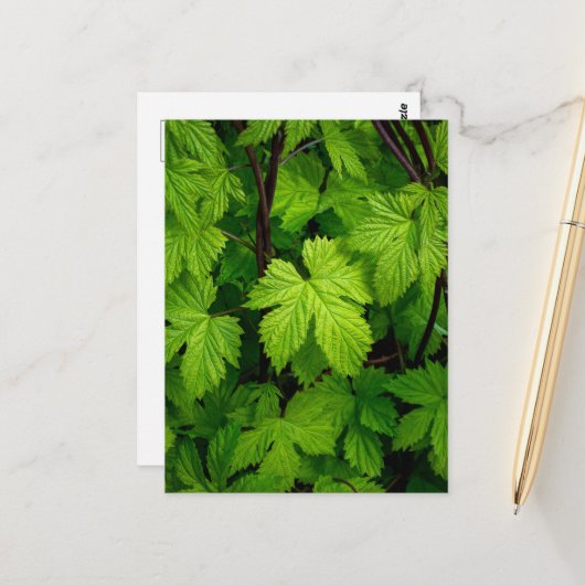 緑のつる植物 ポストカード (正面/裏面インサイチュ)