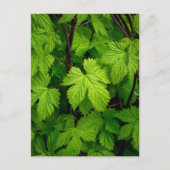 緑のつる植物 ポストカード (正面)