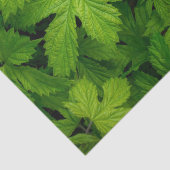緑のつる植物 薄葉紙 (詳細)