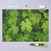 緑のつる植物 薄葉紙 (クラフト)