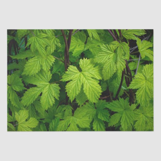 緑のつる植物 薄葉紙 (正面)