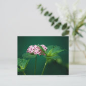 緑のはがきにピンクのTouch ポストカード (スタンド正面)