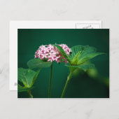 緑のはがきにピンクのTouch ポストカード (正面/裏面)