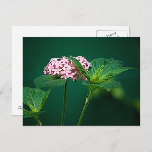 緑のはがきにピンクのTouch ポストカード (正面/裏面)