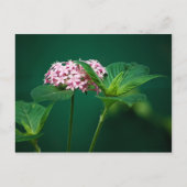 緑のはがきにピンクのTouch ポストカード (正面)