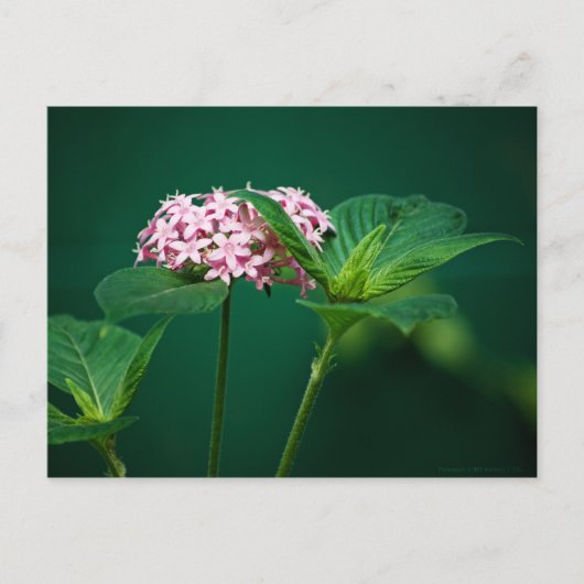 緑のはがきにピンクのTouch ポストカード (正面)