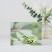緑のはがきに入ったヨーロッパツリーカエル ポストカード (スタンド正面)