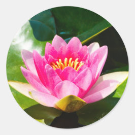 緑のを持つ美しいピンクの水葉のユリ ラウンドシール