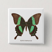 緑のアゲハチョウの蝶 缶バッジ (正面)