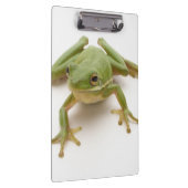 緑のアマガエル クリップボード (右)