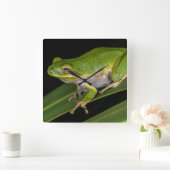 緑のアマガエル(cinereaアマガエル属) 2 スクエア壁時計 (ホーム)