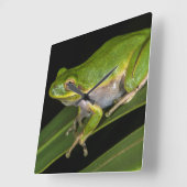 緑のアマガエル(cinereaアマガエル属) 2 スクエア壁時計 (傾斜)