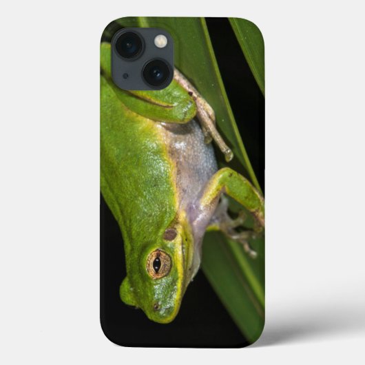 緑のアマガエル(cinereaアマガエル属) 2 Case-Mate iPhoneケース (裏面)