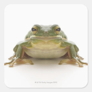 緑のアマガエル(cinerea Hylidae) スクエアシール