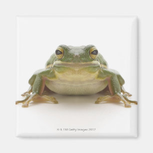緑のアマガエル(cinerea Hylidae) マグネット