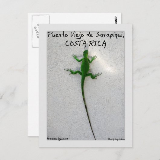 緑のイグアナ ポストカード (正面/裏面)