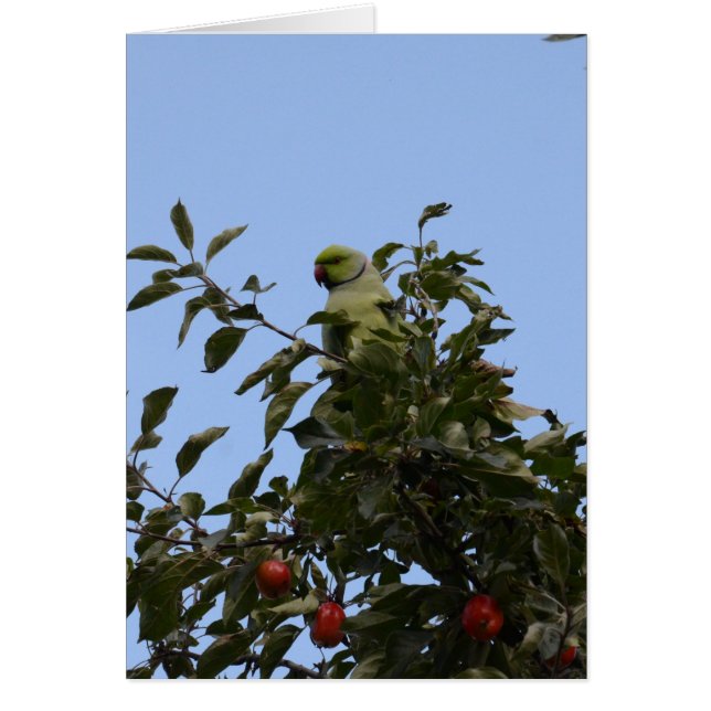 緑のインコ (正面)