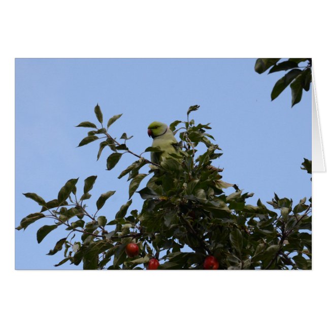緑のインコ (正面横)