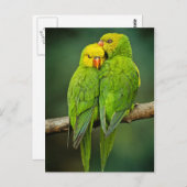 緑のオウムが鳥を愛する写真 ポストカード (正面/裏面)
