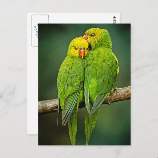 緑のオウムが鳥を愛する写真 ポストカード (正面/裏面)