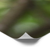 緑のオウムの肖像 ポスター (角)
