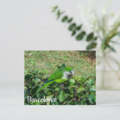 緑のオウムはがき ポストカード (スタンド正面)