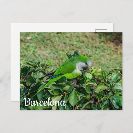 緑のオウムはがき ポストカード (正面/裏面)