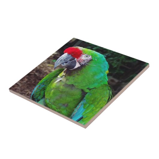 緑のオウム タイル (側面)