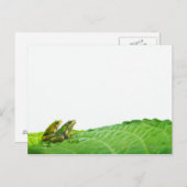 緑のカエルが葉にいる ポストカード (正面/裏面)