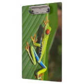 緑のカラフルジャングルツリーカエル クリップボード (左)