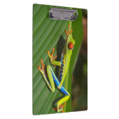 緑のカラフルジャングルツリーカエル クリップボード (右)