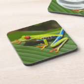 緑のカラフルジャングルツリーカエル コースター (左側)