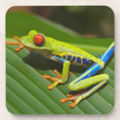 緑のカラフルジャングルツリーカエル コースター (正面)