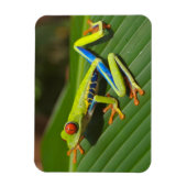 緑のカラフルジャングルツリーカエル マグネット (縦)
