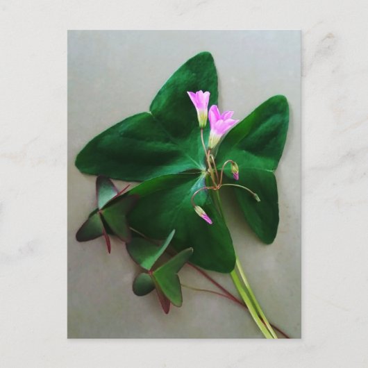 緑のクローバーとピンクの花の聖パトリックの日 ポストカード (正面)