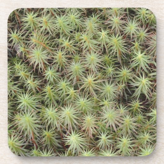 緑のコケ コースター (正面)