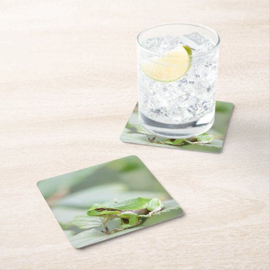 緑のコースターのヨーロッパのアマガエル スクエアペーパーコースター (インサイチュ)