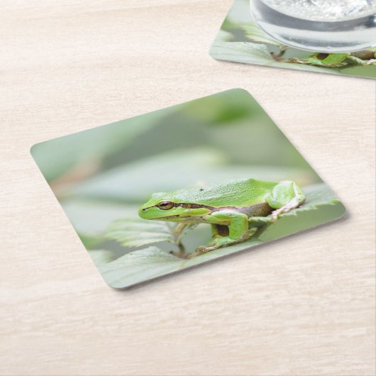 緑のコースターのヨーロッパのアマガエル スクエアペーパーコースター (アングル)