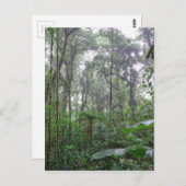 緑のジャングル ポストカード (正面/裏面)